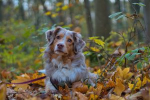 bieszczady z psem